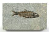 Detailed Fossil Fish (Knightia) - Wyoming #356785-1
